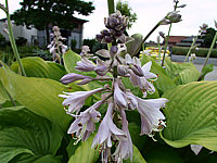 Hosta%20Hybride%20Sum%20and%20Substance%2005.jpg