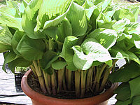 Hosta%20Hybride%20Sum%20and%20Substance%2006.JPG