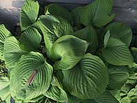 Hosta%20Hybride%20Sum%20and%20Substance%2007.jpg