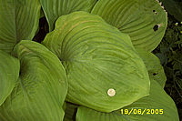 Hosta%20Hybride%20Sum%20and%20Substance%2009.JPG
