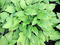 Hosta%20Hybride%20Sweet%20Susan%2001.JPG