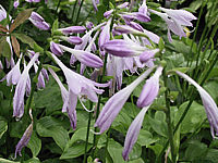 Hosta%20Hybride%20Sweet%20Susan%2002.JPG