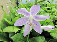 Hosta%20Hybride%20Sweet%20Susan%2003.JPG