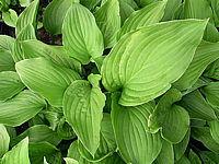 Hosta%20Hybride%20Sweet%20Susan%2004.jpg
