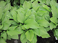 Hosta%20Hybride%20Sweet%20Susan%2005.JPG