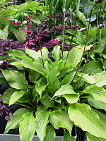 Hosta%20Hybride%20Sweet%20Susan%2006.jpg