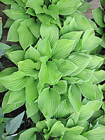 Hosta%20Hybride%20Sweet%20Susan%2007.JPG