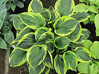Hosta%20Hybride%20Twilight%20001.JPG