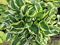 Hosta%20Hybride%20Twilight%20002.JPG