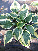 Hosta%20Hybride%20Twilight%20003.JPG