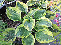 Hosta%20Hybride%20Twilight%20004.JPG