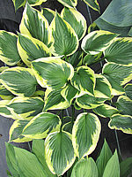 Hosta%20Hybride%20Twilight%20005.JPG