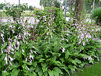 Hosta%20Hybride%20Unsere%20Gruene%2001.jpg