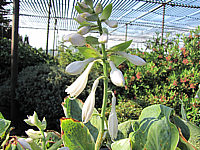 Hosta%20Hybride%20Ussuri%20-%20Bluete.JPG