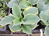 Hosta%20Hybride%20Ussuri%2001.JPG