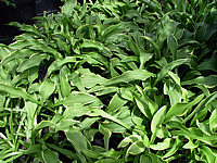 Hosta%20Hybride%20Vera%20Verde%2001.jpg