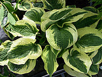 Hosta%20Hybride%20Wide%20Brim%2001.jpg