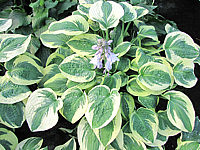 Hosta%20Hybride%20Wide%20Brim%2002.JPG