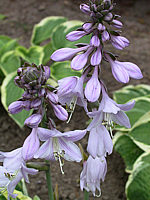 Hosta%20Hybride%20Wide%20Brim%2003.jpg