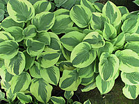 Hosta%20Hybride%20Wide%20Brim%2004.JPG
