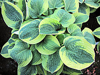 Hosta%20Hybride%20Wide%20Brim%2005.jpg