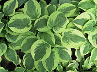 Hosta%20Hybride%20Wide%20Brim%2006.JPG
