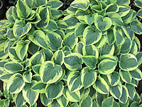 Hosta%20Hybride%20Wide%20Brim%2007.JPG