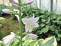 Hosta%20Hybride%20Wide%20Brim%20Bluete%201.JPG