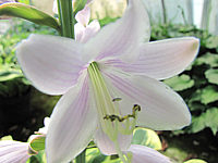 Hosta%20Hybride%20Wide%20Brim%20MacroBluete%201.JPG