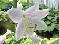 Hosta%20Hybride%20Wide%20Brim%20MacroBluete%202.JPG