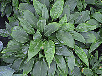 Hosta%20aequinoctiiantha.JPG
