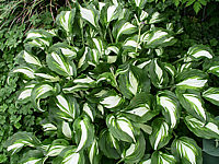 Hosta%20albomarginata---.jpg