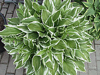 Hosta%20crispula%20Lutescens%20-%20Sol.jpg