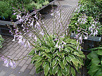 Hosta%20crispula%20Lutescens%20-%20bluehend.jpg