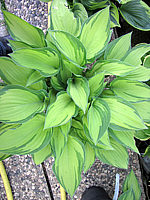 Hosta%20fortunei%20Aureomaculata%20Beaumont%2001.JPG