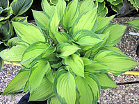 Hosta%20fortunei%20Aureomaculata%20Beaumont%2002.JPG