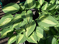 Hosta%20fortunei%20Aureomaculata%20Beaumont%2003.jpg