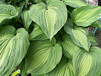 Hosta%20fortunei%20Aureomaculata%20Beaumont%2004.jpg