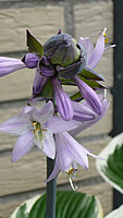 Hosta%20fortunei%20Francee%20-%20Bluete.JPG