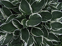 Hosta%20fortunei%20Francee%20001.JPG