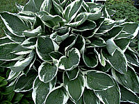 Hosta%20fortunei%20Francee%2001.JPG