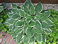 Hosta%20fortunei%20Francee%2002.JPG