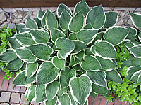 Hosta%20fortunei%20Francee%2003.JPG