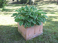 Hosta%20fortunei%20Francee%2004.JPG