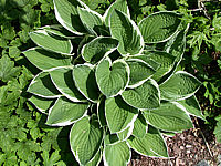 Hosta%20fortunei%20Francee%2005.jpg
