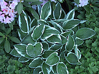 Hosta%20fortunei%20Francee%2007.jpg