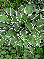 Hosta%20fortunei%20Francee%2008.jpg