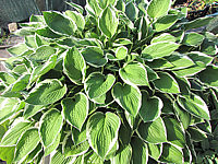 Hosta%20fortunei%20Francee%2009.JPG