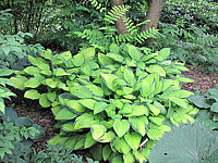 Hosta%20fortunei%20Gold%20Standard%20-%20Gruppe%20Sol.JPG