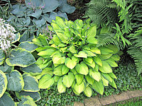Hosta%20fortunei%20Gold%20Standard%20-%20Sol%2001.JPG